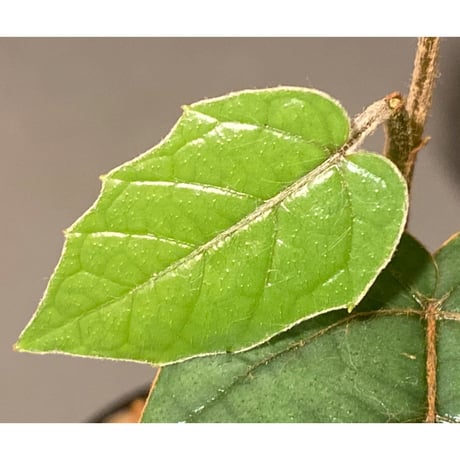 Pterisanthes sp. from Sabah-1 [R0515-01a]
