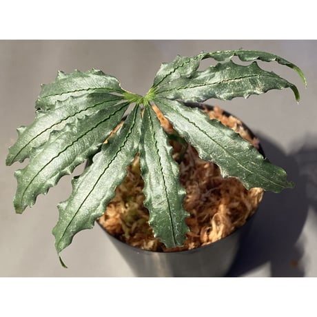 Anthurium polyschistum from Napo Ecuador [tanakay]