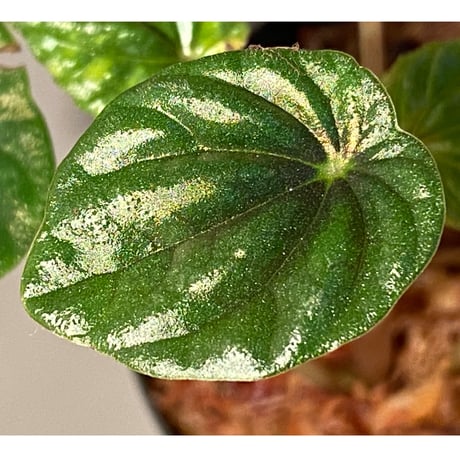 Peperomia meridiana from Ecuador [tanakay]