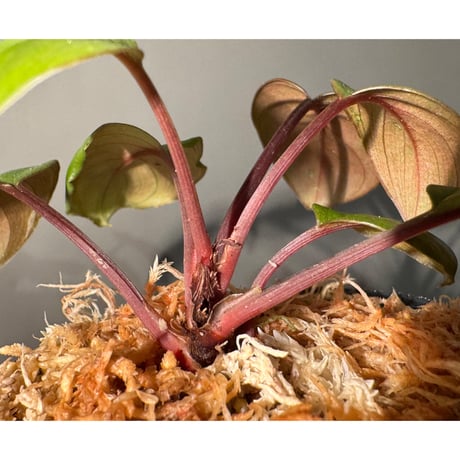 Homalomena terajaensis "Labi" Brown Brunei [TB]
