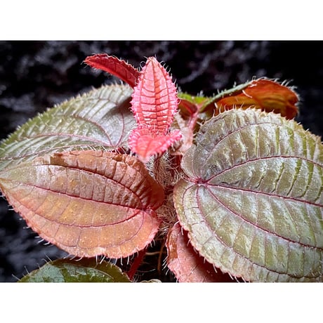 Phyllagathis sp. from Cao Bang Viet Nam [R1217-02]