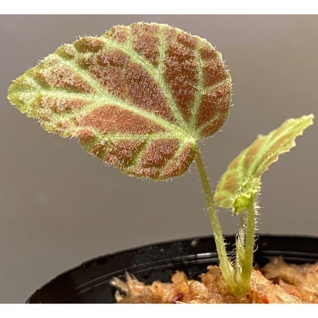 Begonia sp . from Sumpur [TK031117]