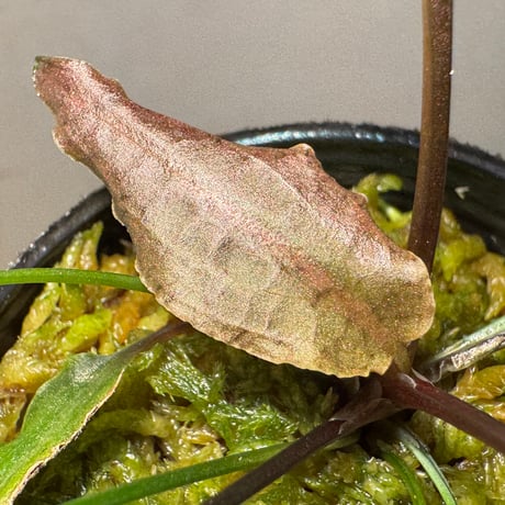 Cryptocoryne nurii "Lga-1" Pulau Lingga [HW0622-06]