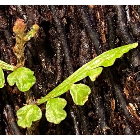 Teratophyllum aculeatum from Nanga pinoh [TB]