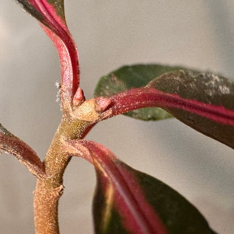 Labisia sp. from Vietnam