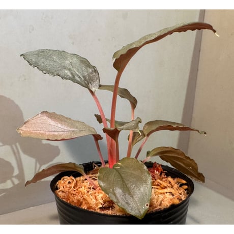 Homalomena sp. "Kurogane" SRP from Pulau Lingga [HW1017-XX]