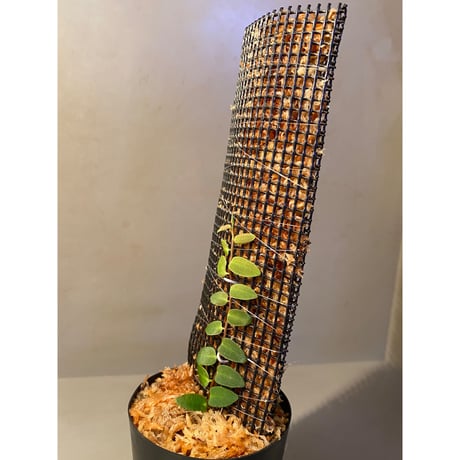 Marcgravia sp. from Colombia [LA0316-03]