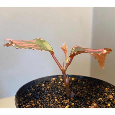 Begonia sp. ぼっち株 from Julau [R1214-01b]