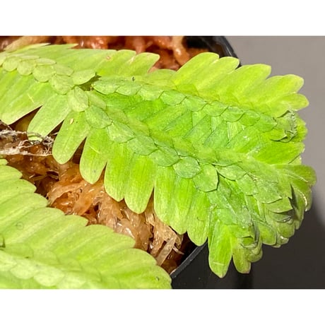 Selaginella sp. バリエガータ from "Nanga pinoh" [TB]