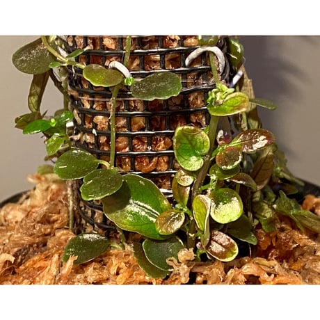 Pilea imparifolia from Iquitos Peru [tanakay]