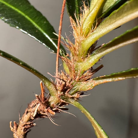 Sauvagesia serrata from West Kalimantan