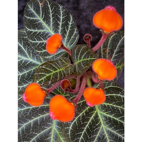 Pearcea hypocyrtiflora from Rio Napo Ecuador [tanakay] 白葉脈