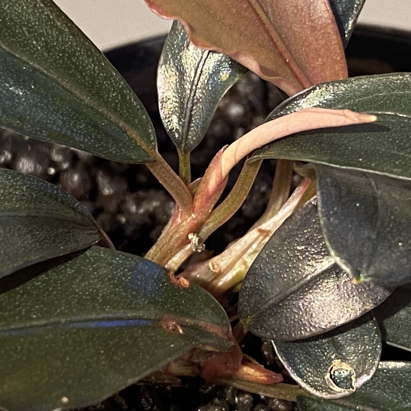 3芽) Bucephalandra sp. 