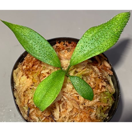 Homalomena hasei "狐尾" from Aceh sumatera [LA0616-04]