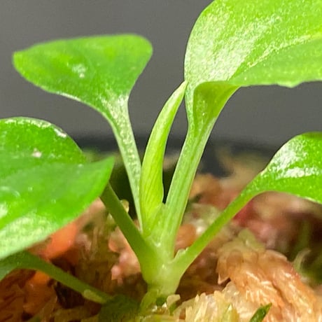 Homalomena sp. "Kayu Lapis" White Kal-barat [TB]