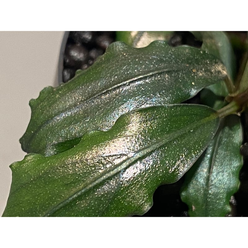 脇芽付き)Bucephalandra sp. from West Kalimantan |