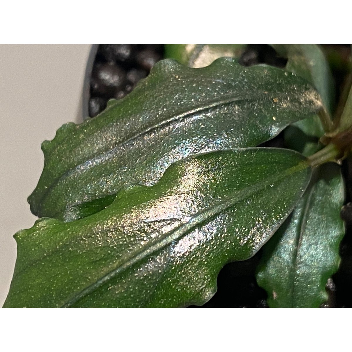 Bucephalandra sp. Varigata 小枝がたくさんある茂み Bucephalandra sp. 