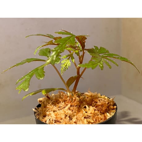 Begonia polilloensis