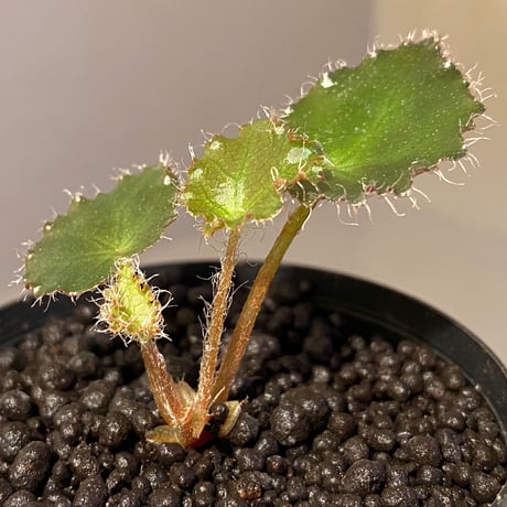 Begonia cf. ferox from Cao Bang [YH040519BK] TK