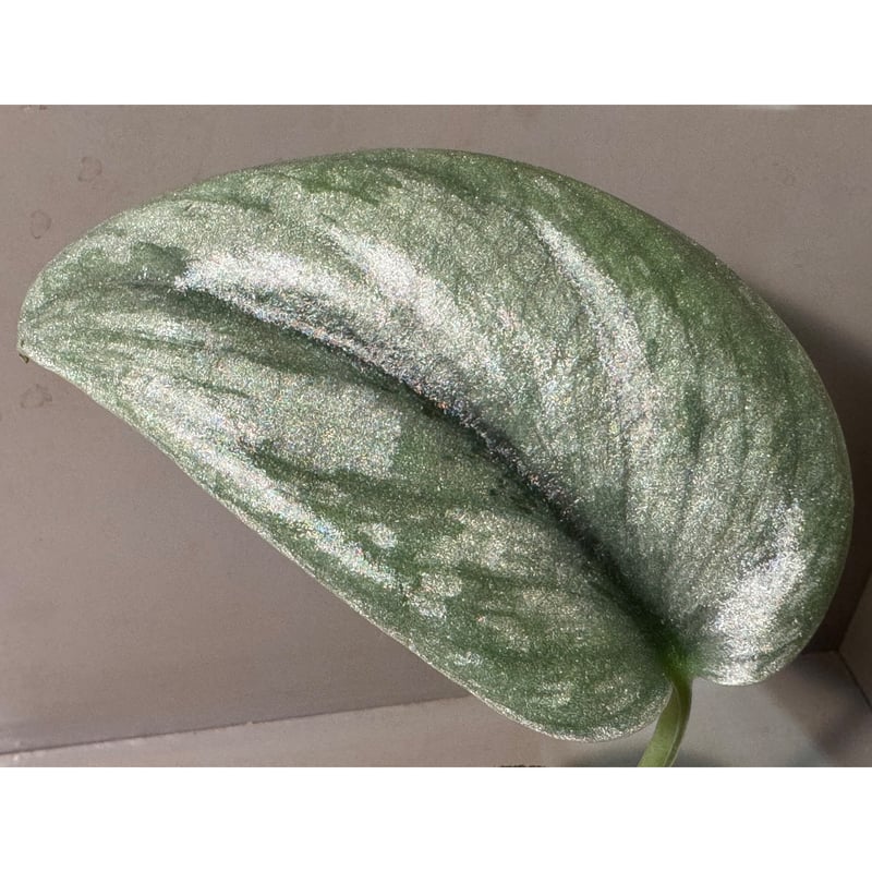 Scindapsus sp. 