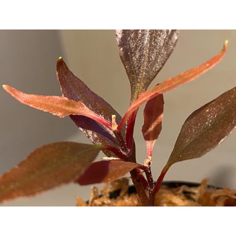 Medinilla sp. from Irian Jaya Papua