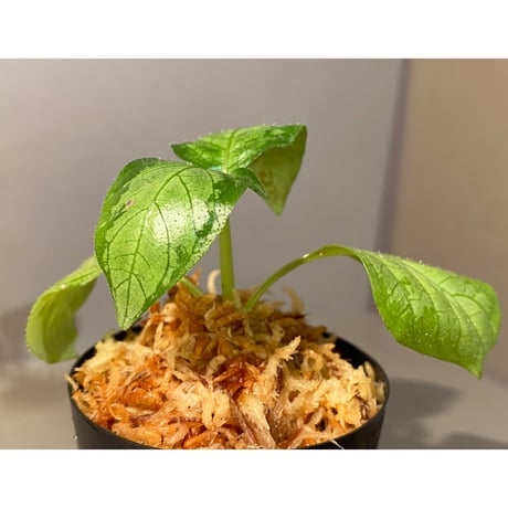 Gymnostachyum sp. "type C" f1 from Aceh Selatan [HW0816-02]