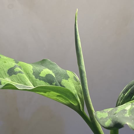 Aglaonema pictum GW Type1 from Padang sidempuan [TB1410]
