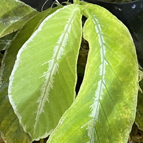 Elatostema sp. from Tasik Kenyir [TK080118-3]