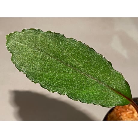 Homalomena sp. from Riau sumatera [LA0815-01] ②