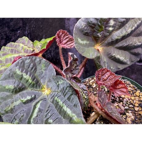 Begonia sp. from Cao Bang [YH251019] TK