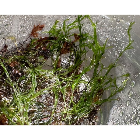 Crepidomanes sp. from Nanga pinoh West Kalimantan