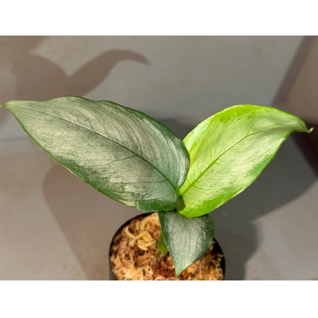Schismatoglottis sp. "Silvercloud" from Malaysia ①