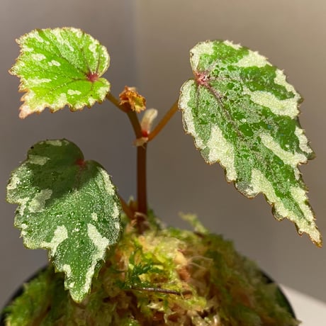 Begonia sp. from North Toraja [S0919-02] STRINGE PLANTS