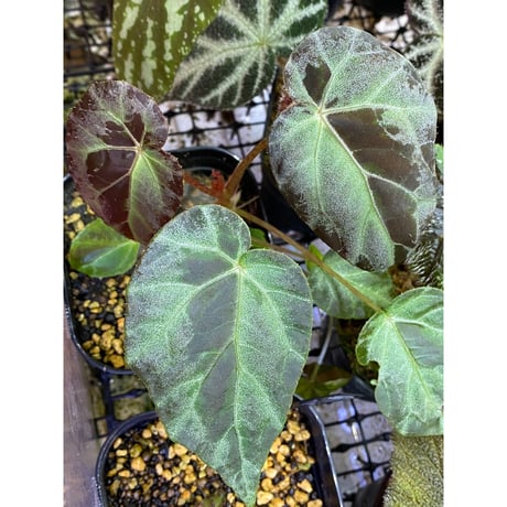 Begonia burkilli from Republic of India