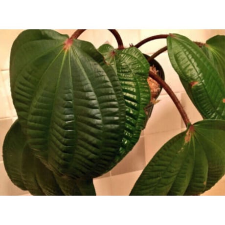 Phyllagathis rotundifolia [STRINGE PLANTS]
