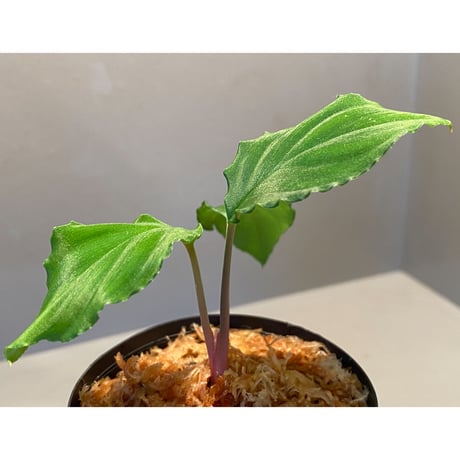 Homalomena sp. from Mt. Besar [LA0219-02]