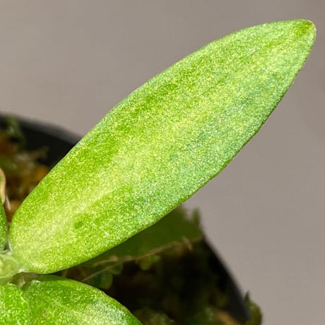 Schismatoglottis sp. "初霜錦" from Murung raya [LA0515-05]