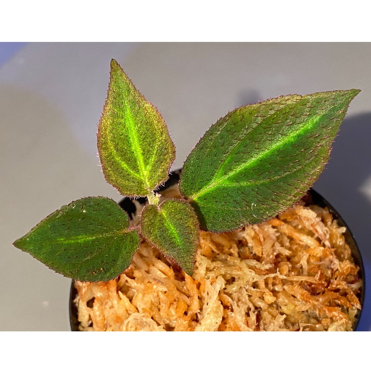 Sonerila sp. from Thailand [Asiatic Green] | Ｍ・...