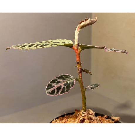Emblemantha urnulata (Labisia sp.) from Riau sumatera [LA0815-01]