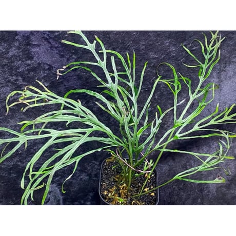 Microsorium sp. from Saripoi [LA0515-02]