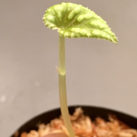 Begonia Variabilis [TK260915]
