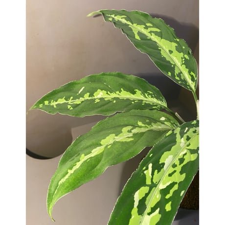 Aglaonema pictum from Tigalingga [GT1809-02]