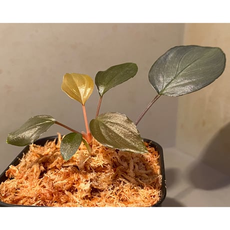 Homalomena sp."赤鉄鉱” from Kepulauan Riau [SGP import] KZT