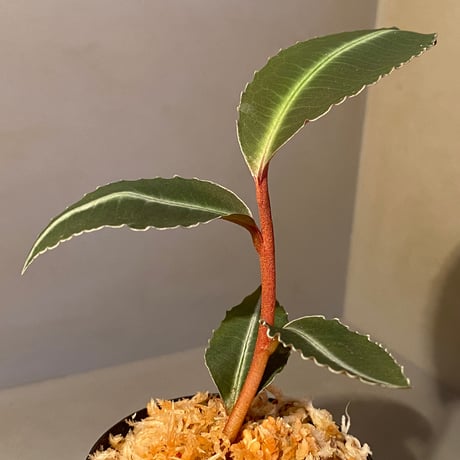 Labisia pumila from Cameron Highlands