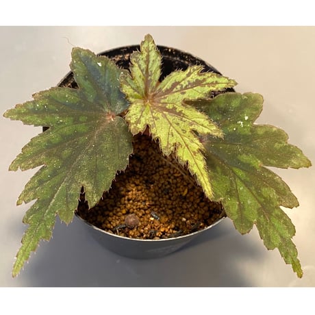 Begonia cv. Jaggy [LA0314-00-f1]