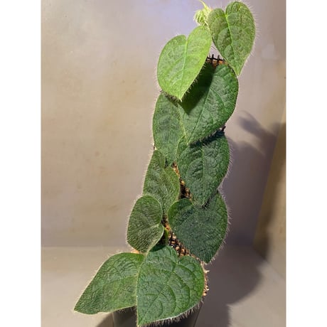 Ficus sp. from Selangor