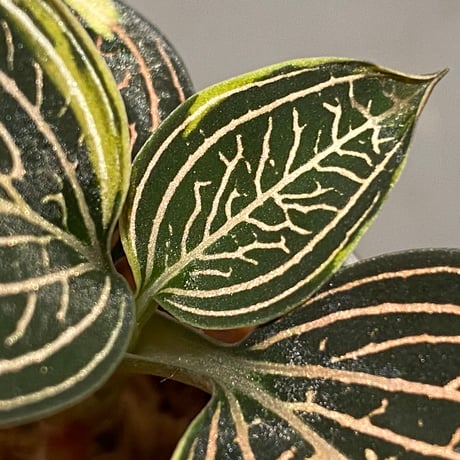 Ludisia discolor Variegata '黄桜-Kizakura-' [GK20-006]