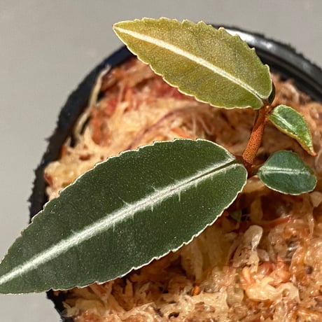 Labisia pumila from Solok sumatera [LA0117-01]