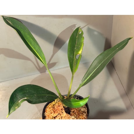 Bakoa sp. from Sekadau West Kalimantan