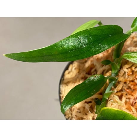 Schismatoglottis sp. (水中のん) from Nanga Pinoh [AZ0611-16]